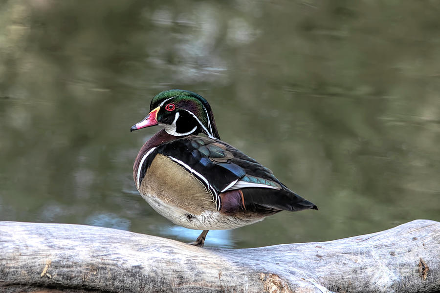 Duck Photograph - Handsome Male Wood Duck by Elisabeth Lucas