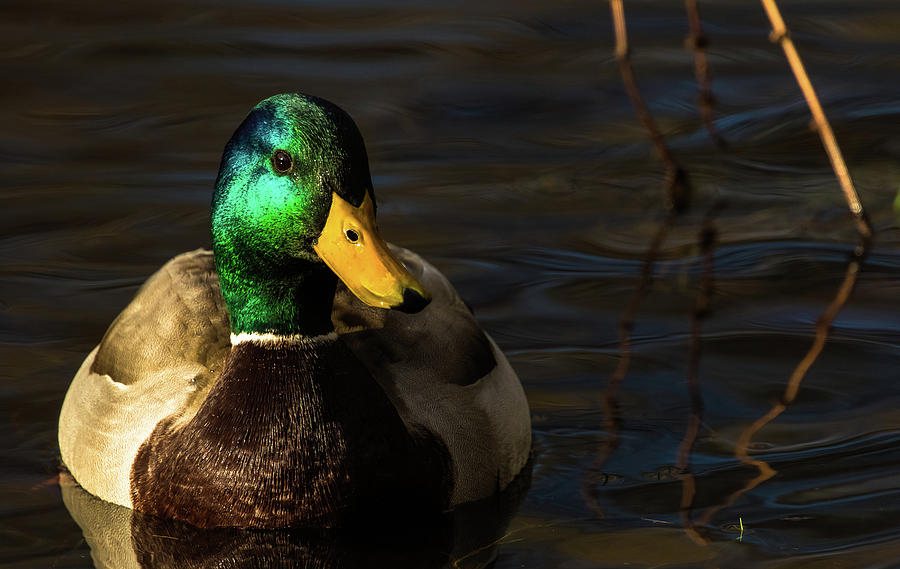 Handsome Mallard Photograph by Michelle Pennell