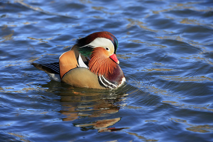 Handsome Mandarin Photograph by Wes and Dotty Weber