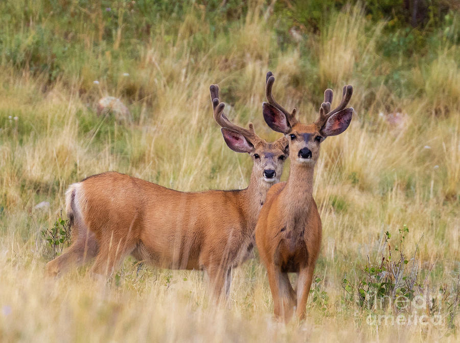 Handsome Mule Deer Bucks Photograph by Steven Krull