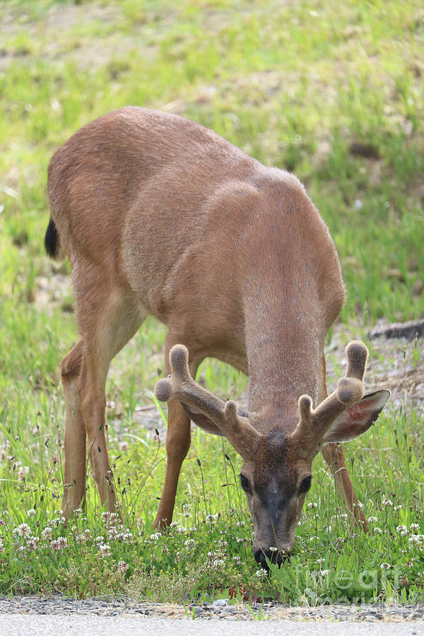 Handsome Mule Deer Photograph by Carol Groenen