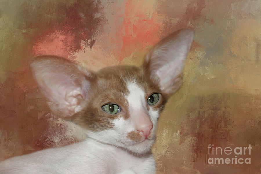 Cat Photograph - Handsome Oriental Shorthair Kitten by Elisabeth Lucas