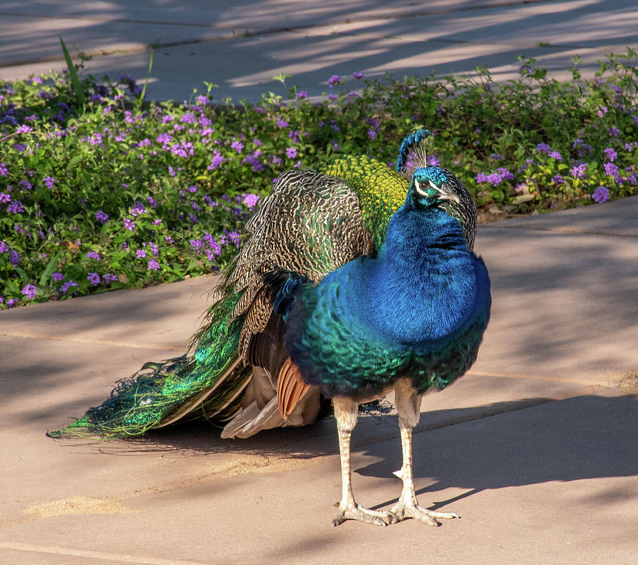 Handsome Peacock Photograph