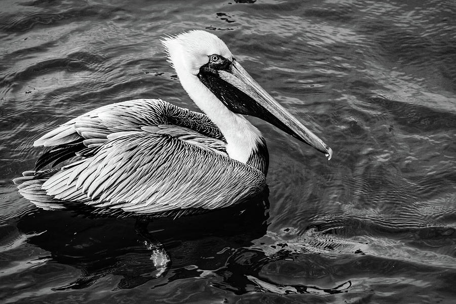 Handsome Pelican Black and White Photograph by Debra and Dave Vanderlaan