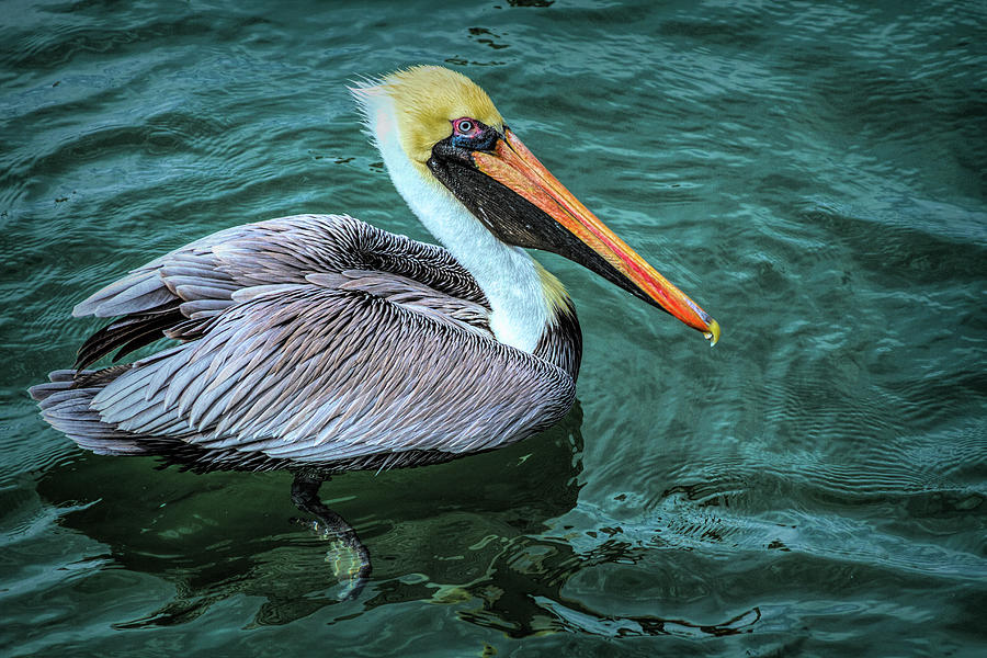 Handsome Pelican Photograph by Debra and Dave Vanderlaan