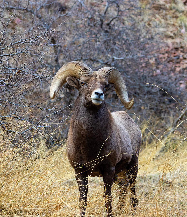 Handsome Ram Photograph by Steven Krull
