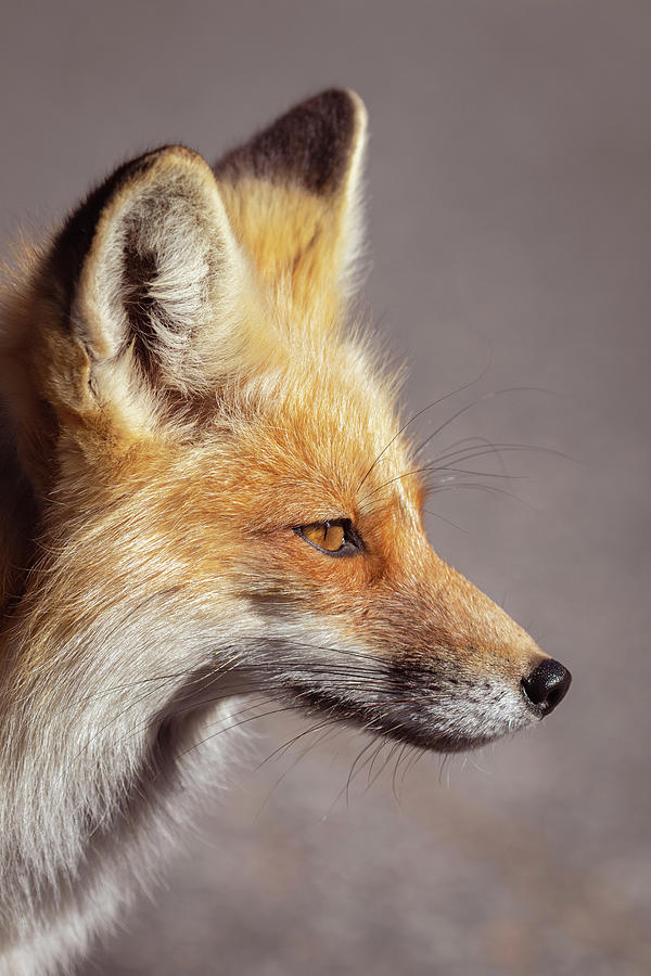 Handsome Red Fox Portrait Photograph by Mark Miller