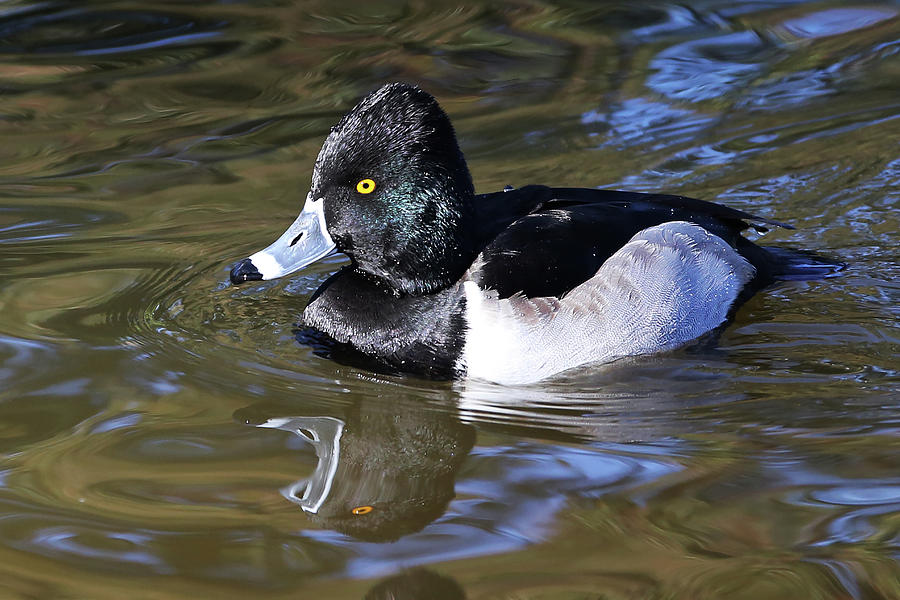 Ring-necked Duck Overview, All About Birds, Cornell Lab of Ornithology