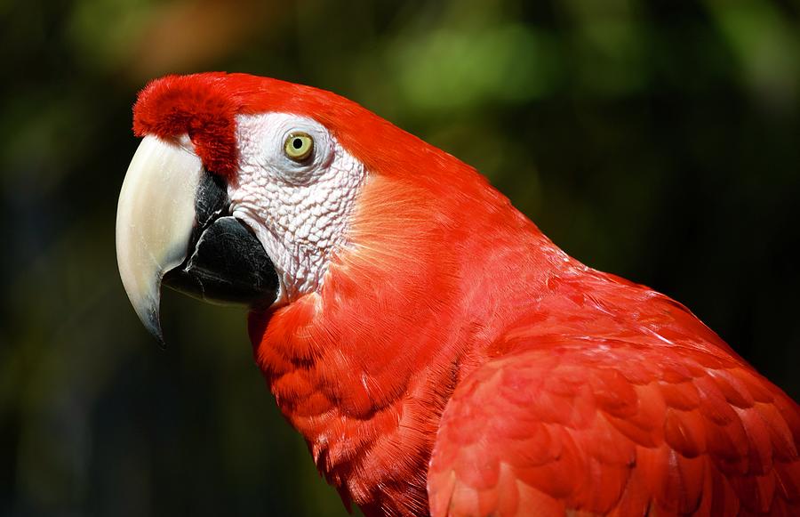 Handsome Scarlet Macaw Photograph By Richard Bryce And Family - Pixels