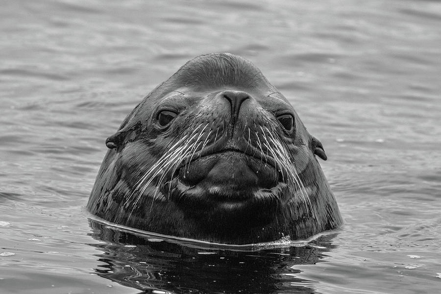 Handsome Sealion Photograph by Michelle Pennell