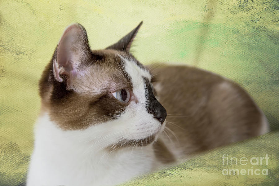 Handsome Snowshoe Cat Photograph by Elisabeth Lucas - Fine Art America