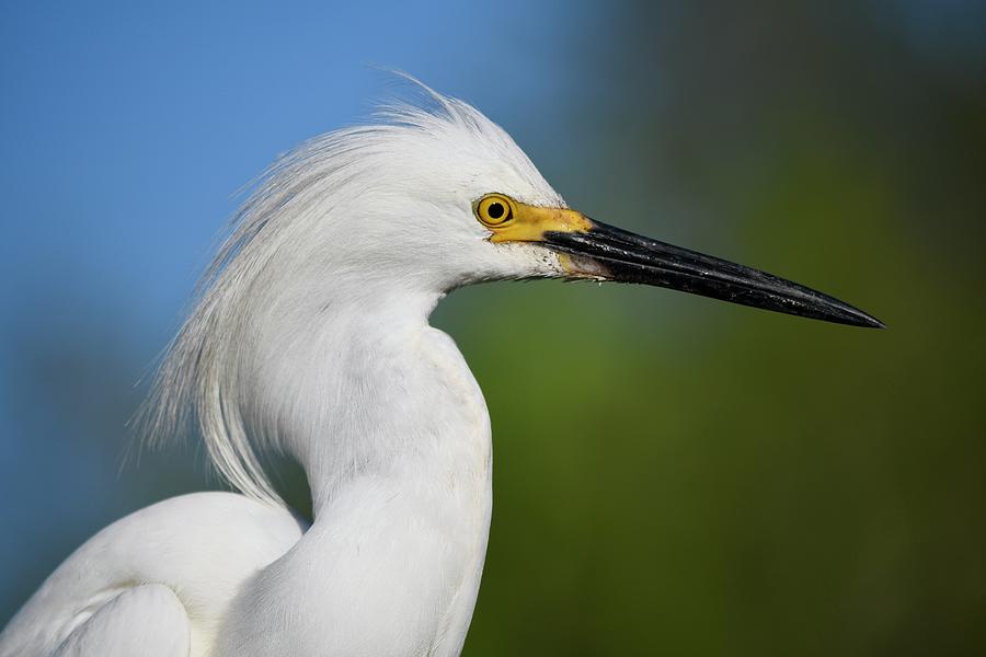 Handsome Snowy Egret Profile Photograph by Richard Bryce and Family