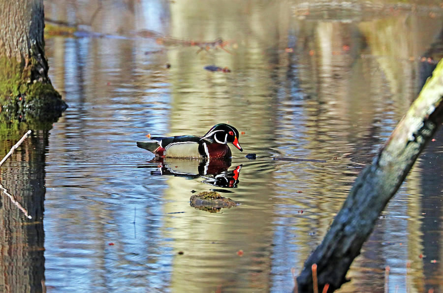 Handsome Wood Duck Photograph by Debbie Oppermann