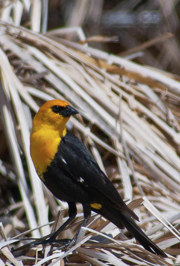 Handsome Yellow-headed Blackbird Photograph by Cascade Colors
