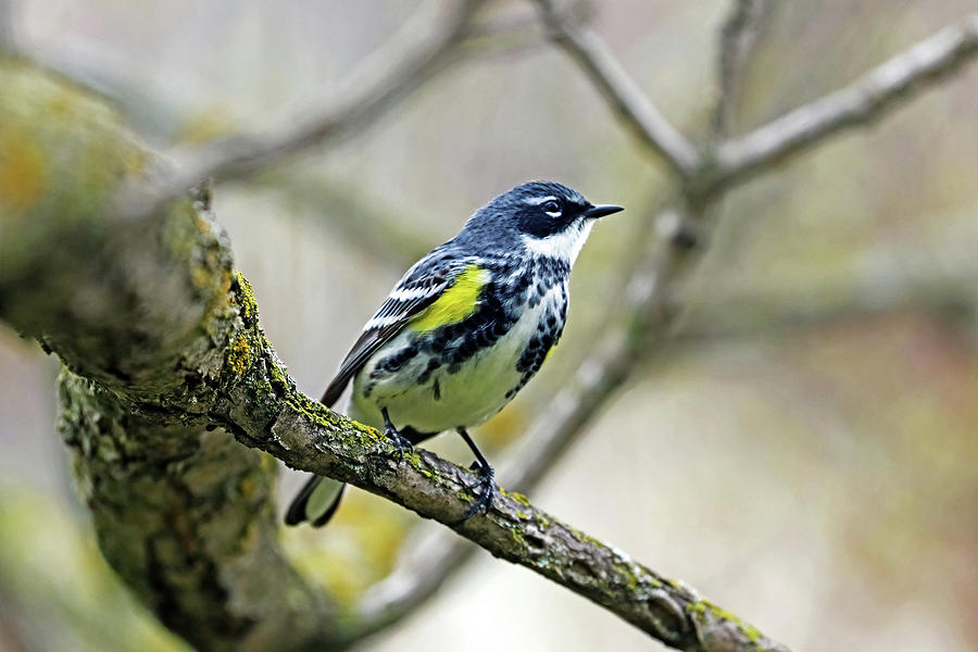 Handsome Yellow Rumped Warbler Photograph by Debbie Oppermann