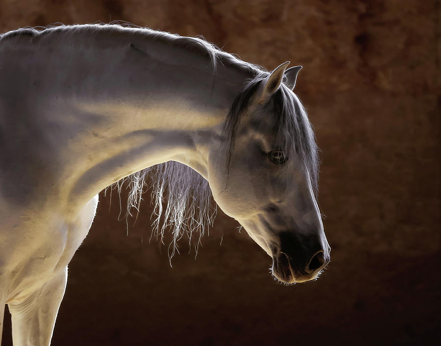 Horse Photograph - Hang Low by Athena Mckinzie