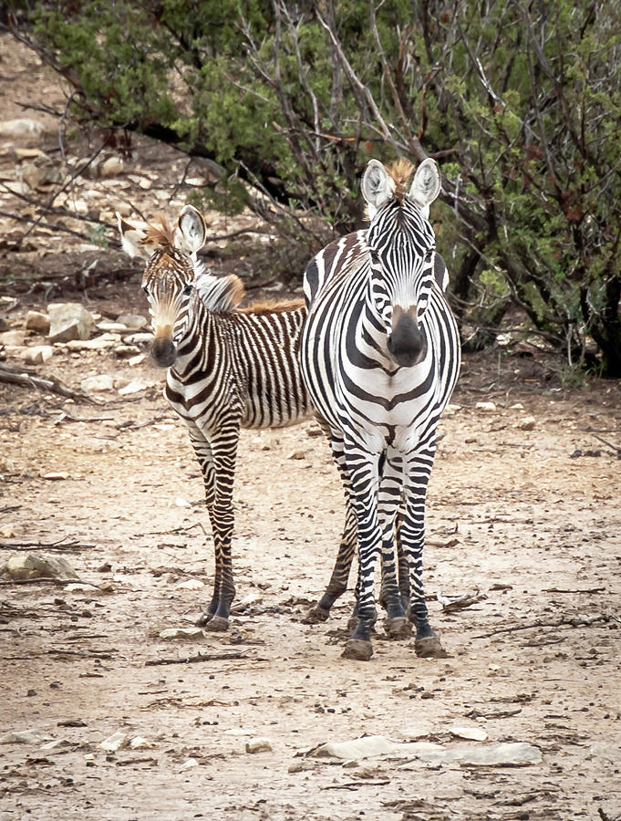 Hang'in with Mom Photograph by Sheri Harvey - Fine Art America