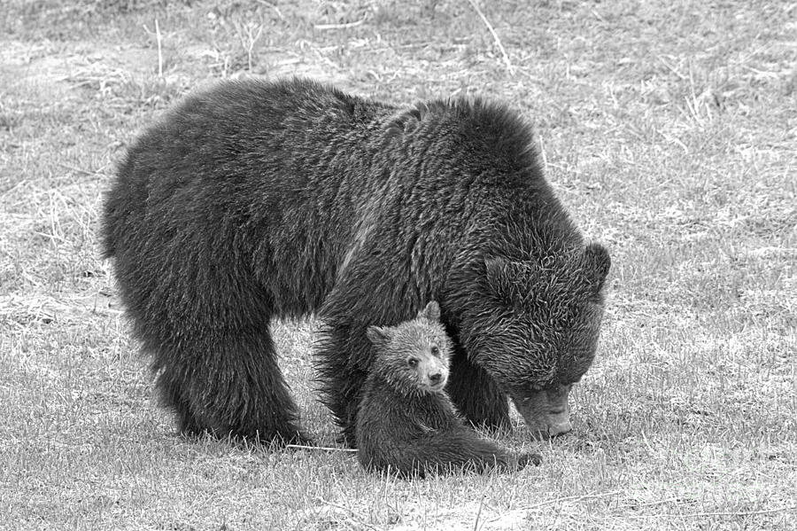 Hangin With My Mom Black And White Photograph by Adam Jewell