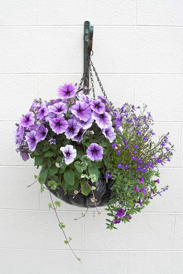 Hanging Basket Of Flowers On White Wall Photograph by Difydave