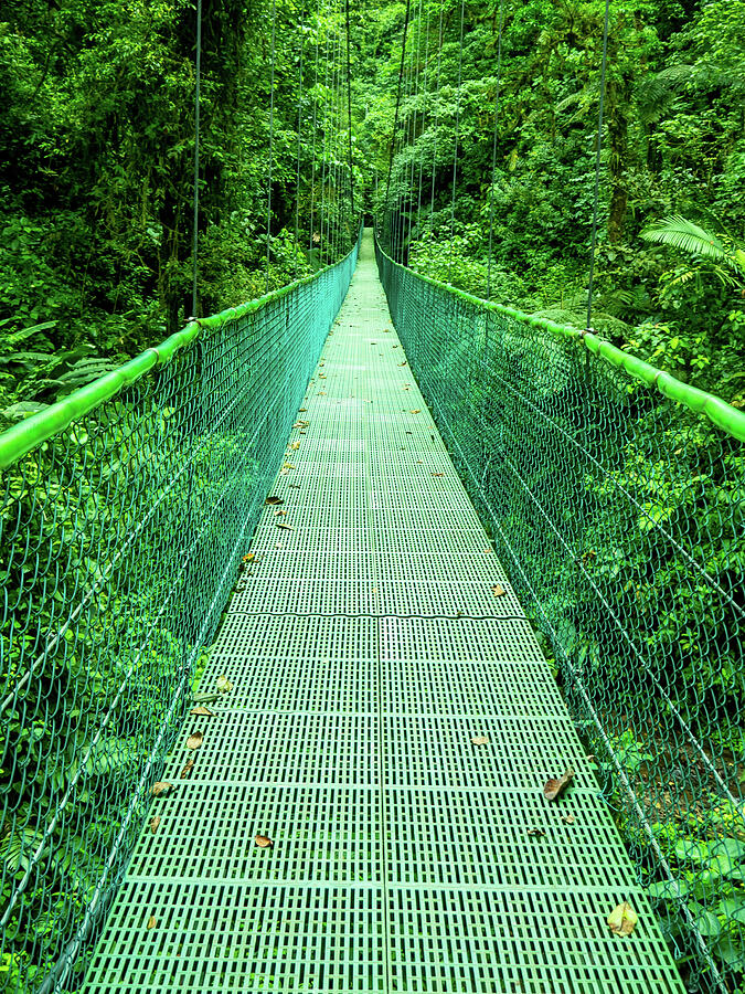 Hanging Bridge in Cloud Forest in Monte Verde Costa Rica Photograph by Leslie Struxness