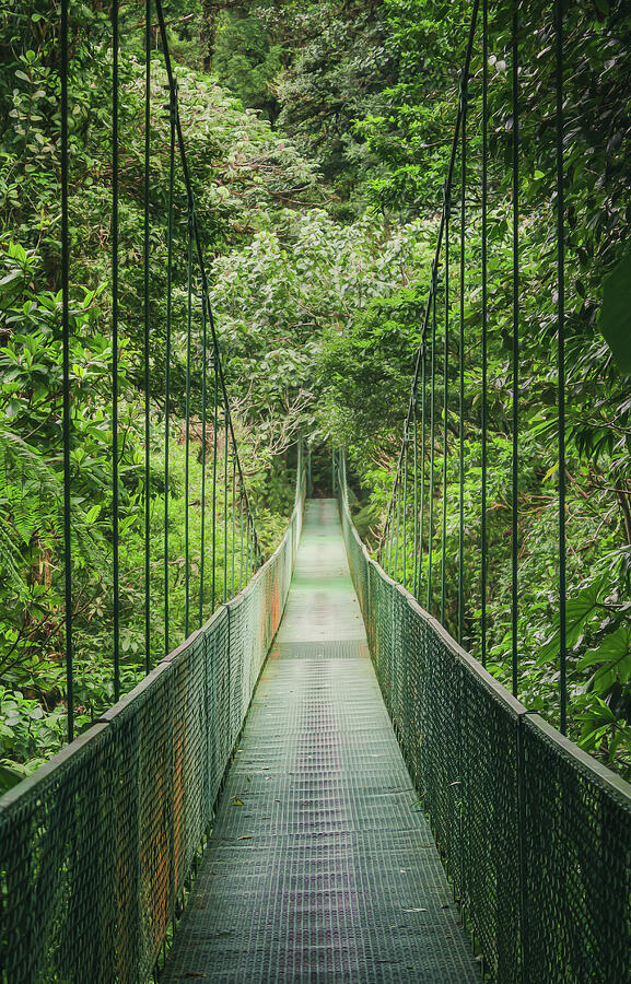Hanging Bridge in the Cloud Forest Photograph by Nicklas Gustafsson