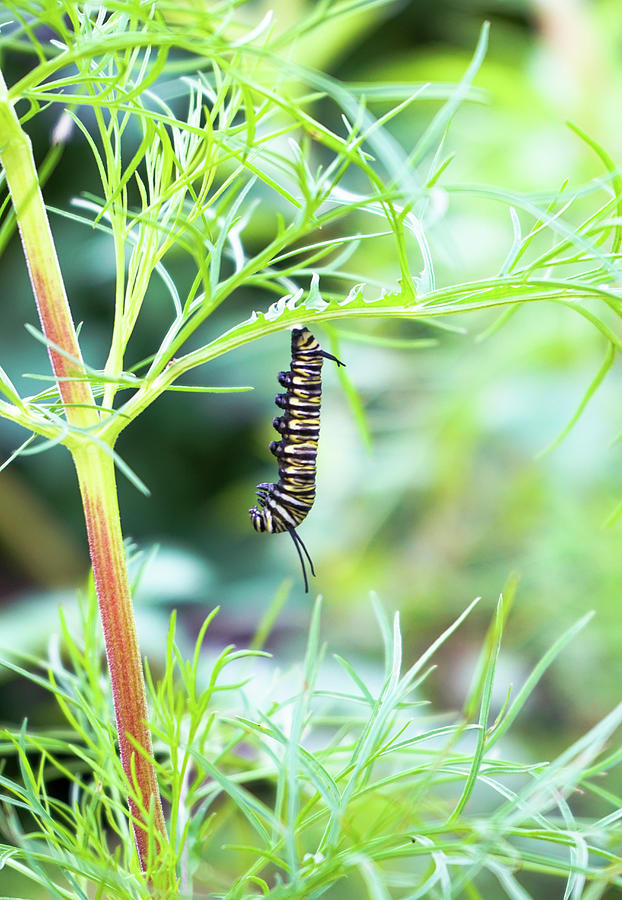 Hanging Caterpillar  Photograph by Amy Sorvillo