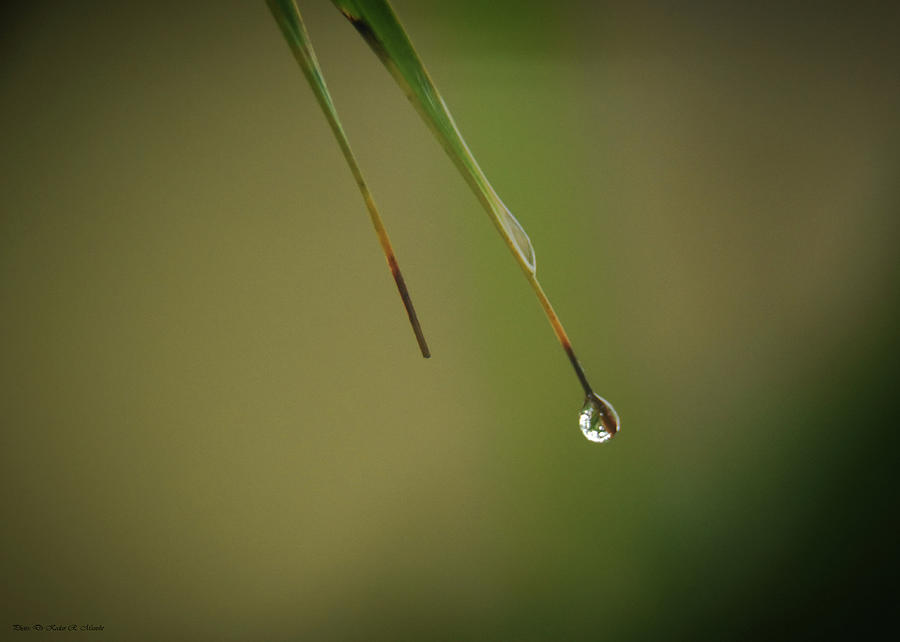 Hanging Dew Drop Photograph by Kedar Munshi - Fine Art America