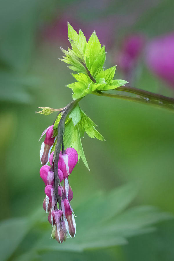 Spring Photograph - Hanging Dicentra Bleeding Heart Flowers by Patti Deters