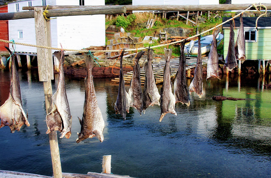 Hanging fish to dry in Salvage Newfoundland Photograph by Tatiana Travelways
