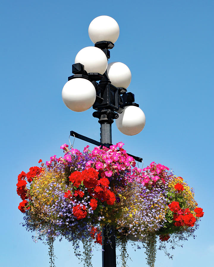 Summer Photograph - Hanging Flower Baskets in Victoria BC Canada by Connie Fox