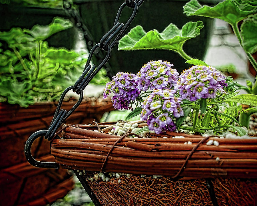 Hanging Flower Pot Photograph by Scott Olsen