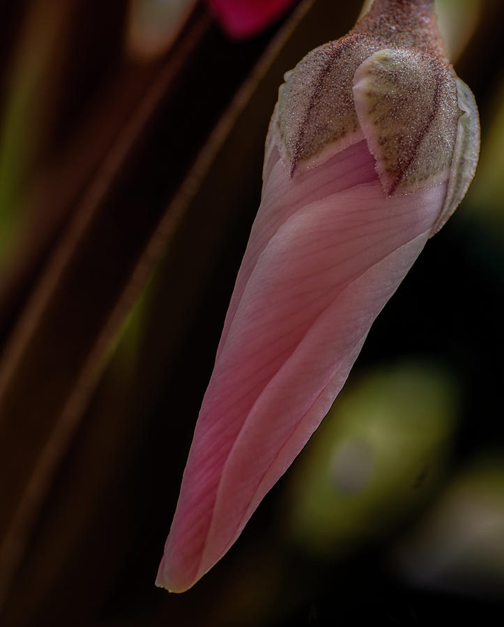 Hanging Garden, Pink Cyclamen Flower Furled Photograph by Jim Wilce