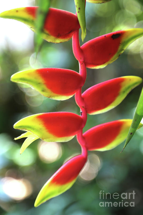 Hanging Heliconia In Belize Photograph