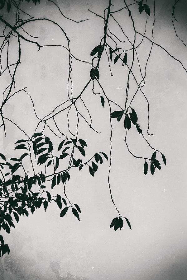Hanging Leaves of Thoughts Photograph by Yuka Kato