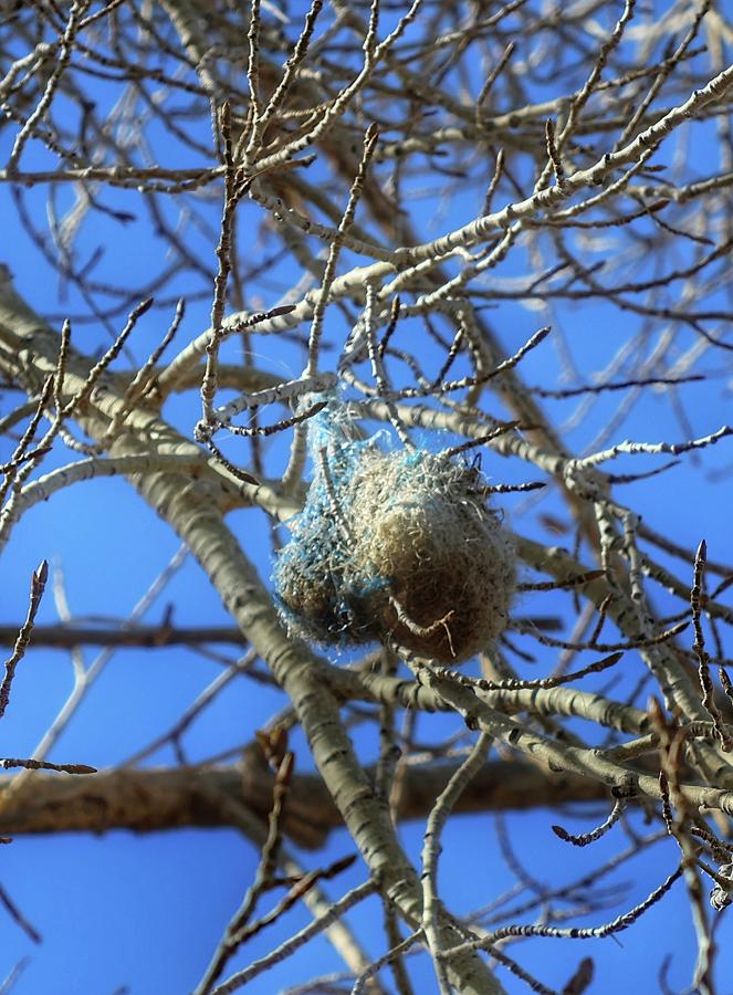 Hanging Nests Photograph by Andrew Guerrero Fine Art America