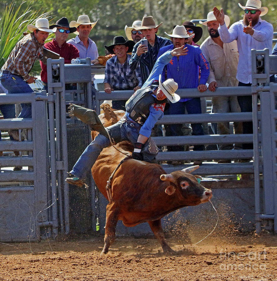 Hanging On At Fellsmere Rodeo Photograph by Larry Nieland Fine Art