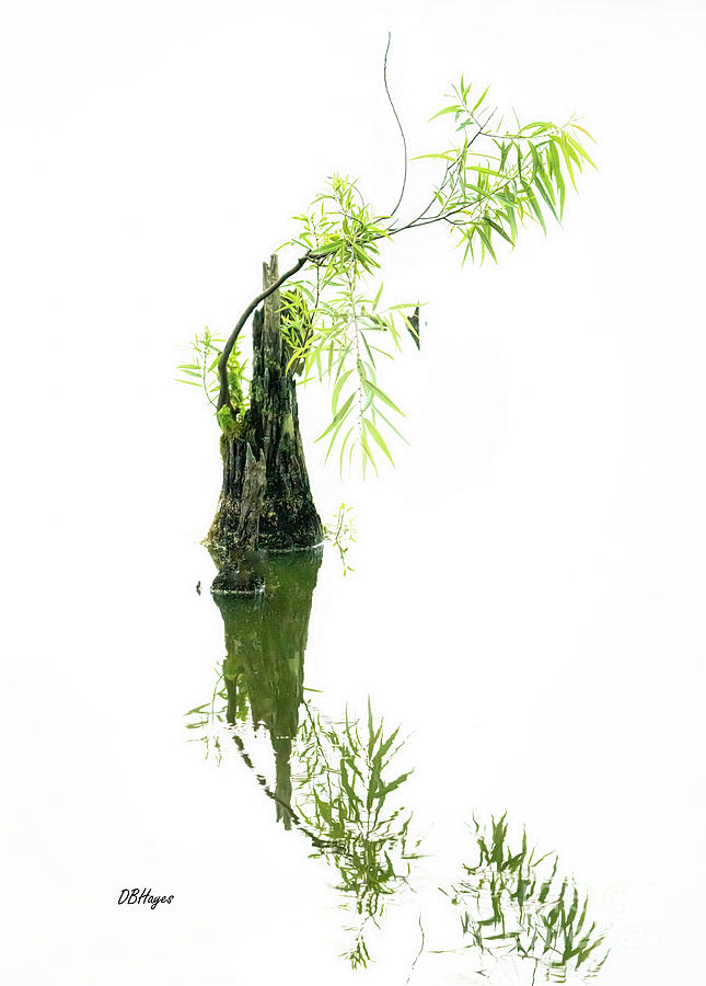 Hanging On Photograph by DB Hayes Hanging On Photograph by DB Hayes