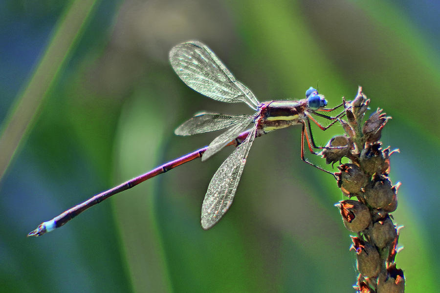 Hanging On - Dragonfly Photograph by Nikolyn McDonald