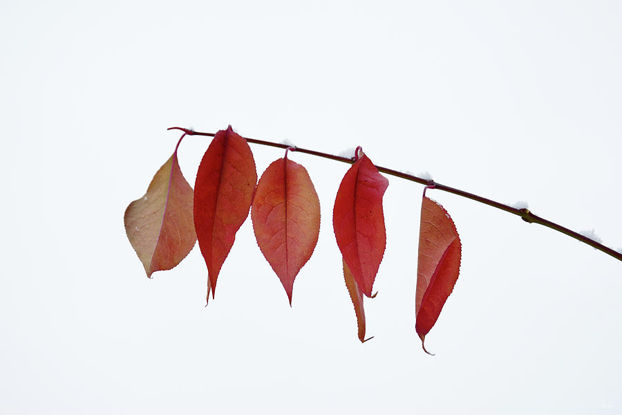 Hanging On for Dear Life -  red leaves clutching branch after first snowfall Photograph by Peter Herman