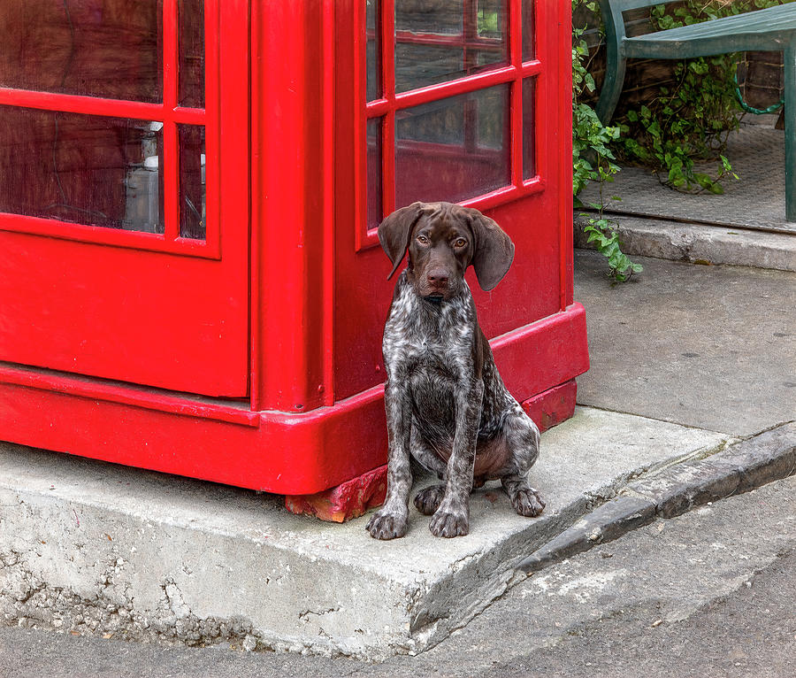 Hanging Out by the Phone Booth Photograph by Marcy Wielfaert