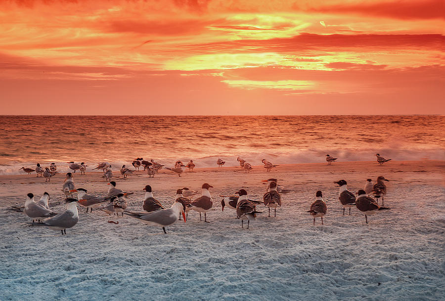 Hanging Out on the Beach at Sunset Photograph by Gordon Ripley