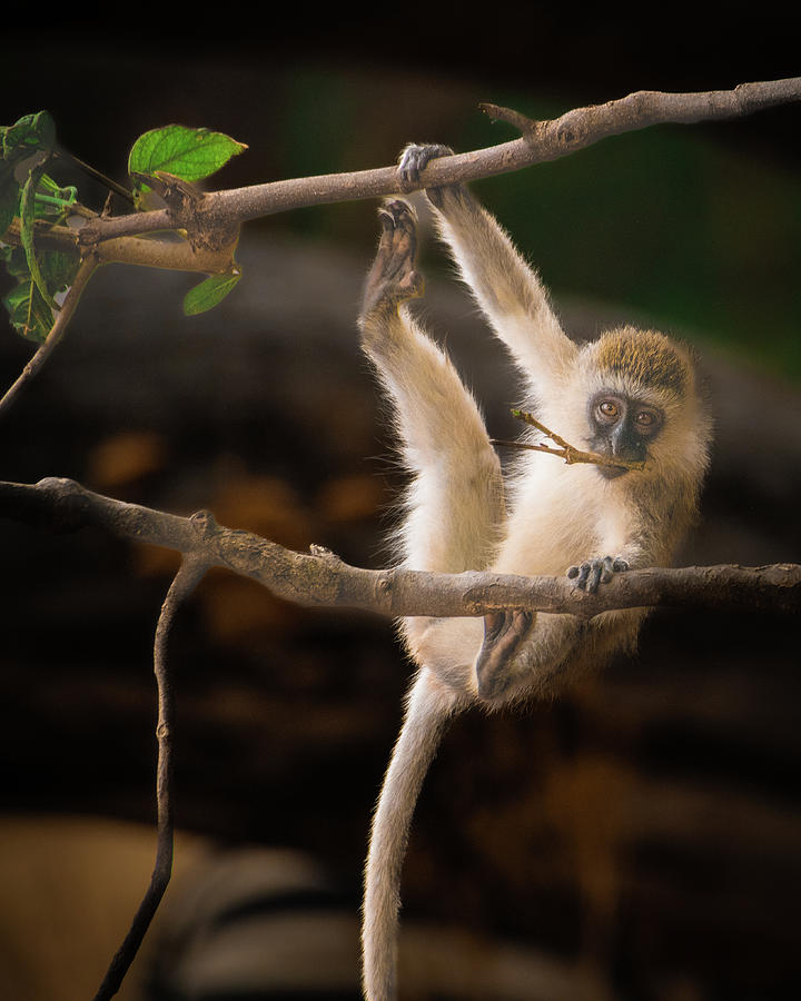 Hanging Out - Vervet Monkey Photograph by Janis Knight