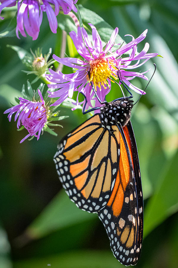 Hanging out with a Monarch Photograph by Linda Bonaccorsi