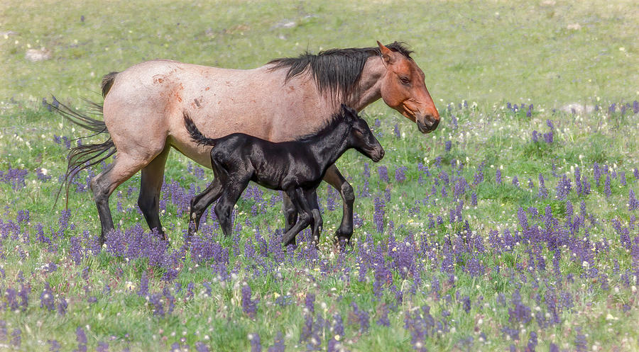 Hanging Out With Mom in the Meadow Photograph by Marcy Wielfaert