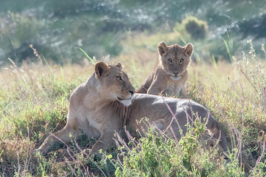 Hanging Out With Mom in the Serengeti Photograph by Marcy Wielfaert