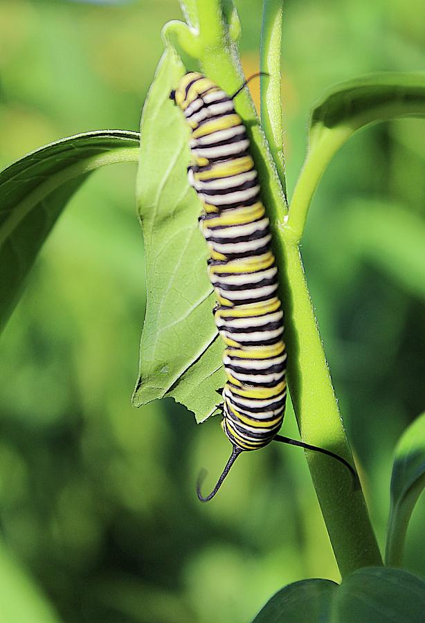 Hanging Out With the Caterpillar Photograph by Karen McKenzie McAdoo ...