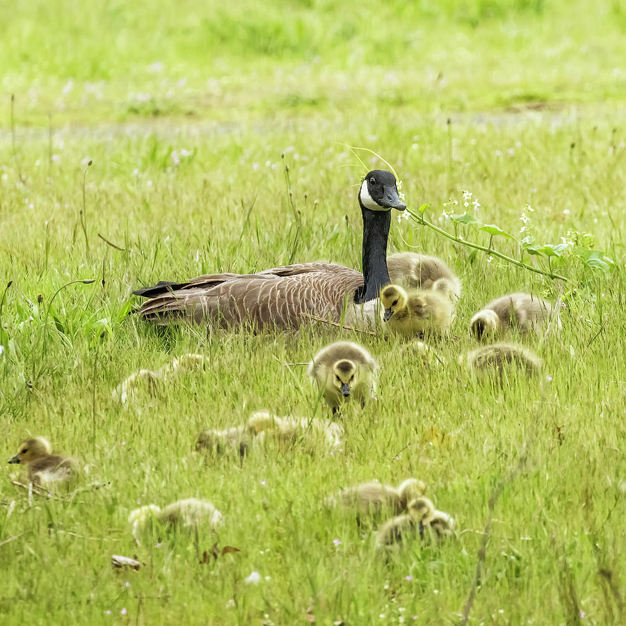Hanging Out with the Goslings Photograph by Belinda Greb