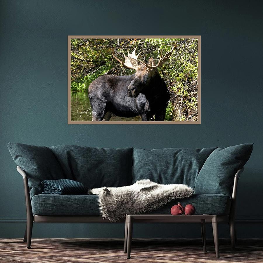 Hanging Print Example Bull Moose Photograph by Jerry Sodorff