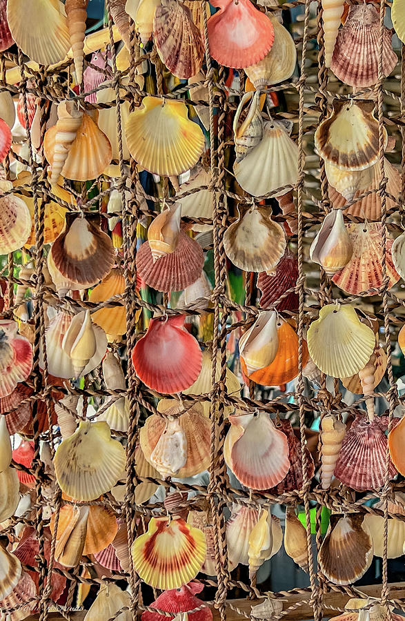Hanging Shells Photograph by Kathi Isserman