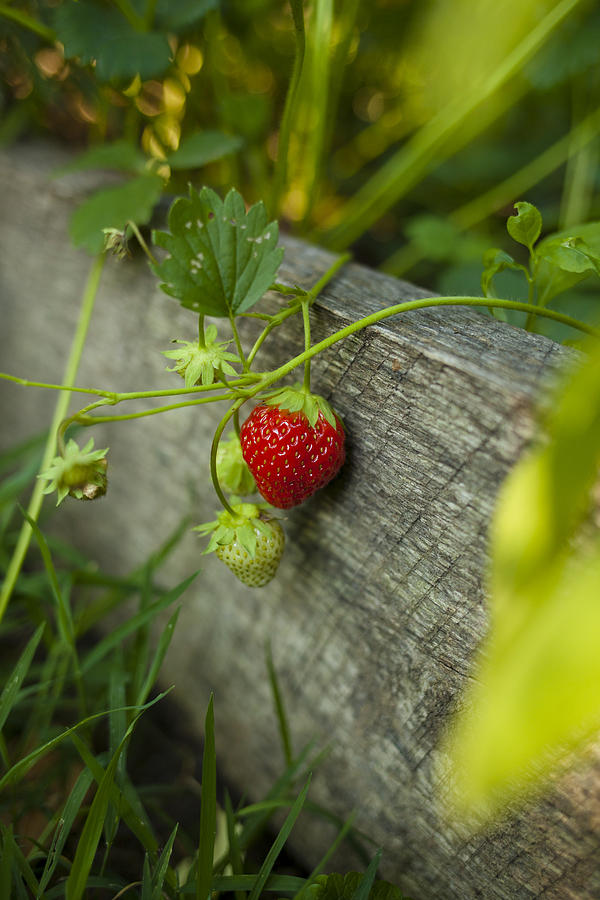 Hanging Strawberry Photograph by Vanessa Lassin Photography